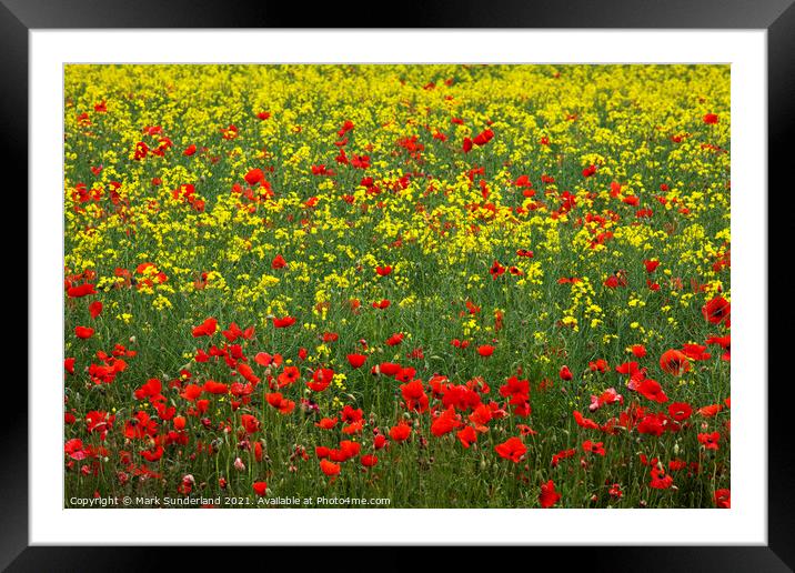 Poppies in an Oilseed Rape Field Framed Mounted Print by Mark Sunderland
