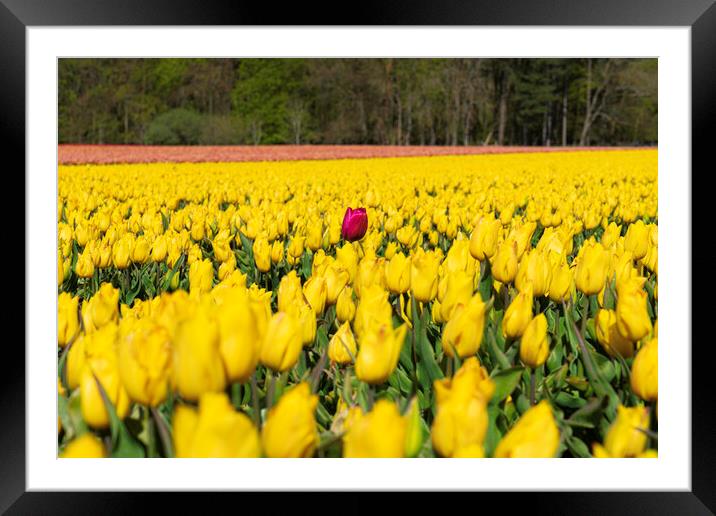 Hillington, Norfolk. Tulip fields, 5th May 2021 Framed Mounted Print by Andrew Sharpe