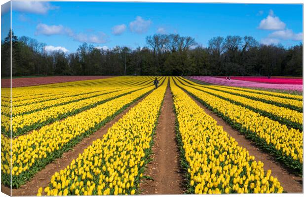 Rainbow Blanket of Tulip Fields Canvas Print by Andrew Sharpe