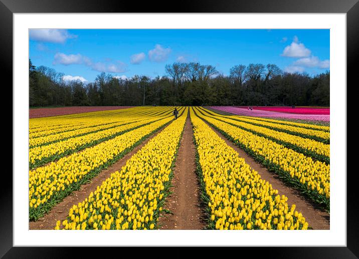 Rainbow Blanket of Tulip Fields Framed Mounted Print by Andrew Sharpe