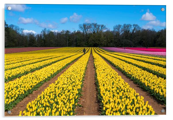 Rainbow Blanket of Tulip Fields Acrylic by Andrew Sharpe