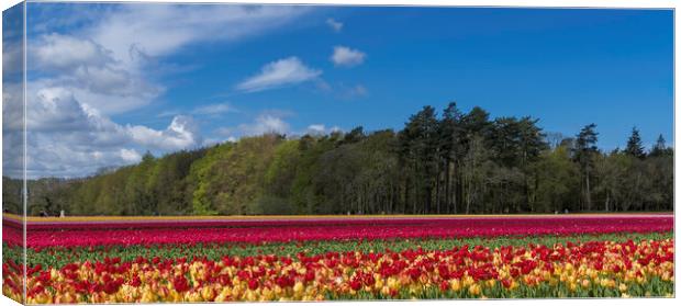 Hillington, Norfolk. Tulip fields, 5th May 2021 Canvas Print by Andrew Sharpe