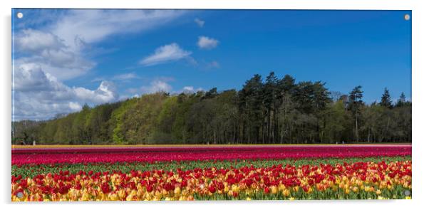 Hillington, Norfolk. Tulip fields, 5th May 2021 Acrylic by Andrew Sharpe