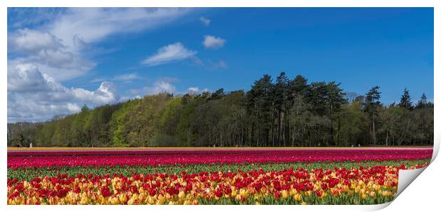 Hillington, Norfolk. Tulip fields, 5th May 2021 Print by Andrew Sharpe