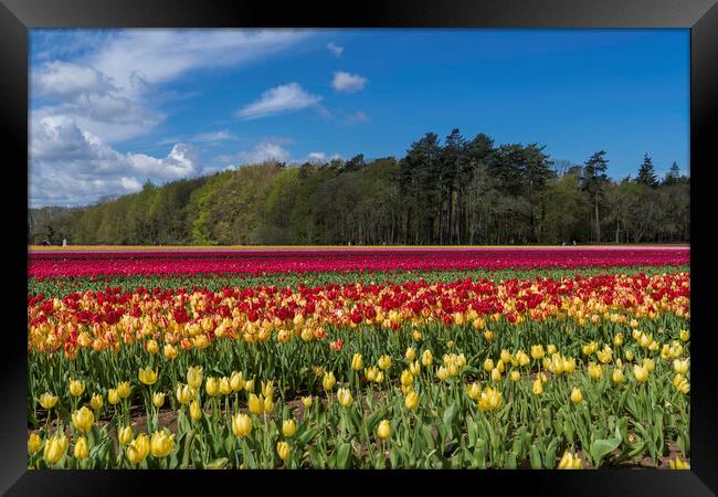 Hillington, Norfolk. Tulip fields, 5th May 2021 Framed Print by Andrew Sharpe