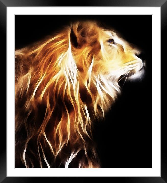 Lion Framed Mounted Print by Sam Smith