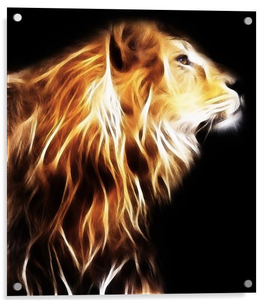 Lion Acrylic by Sam Smith