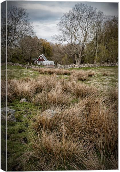 Grevie Backar Landscape of Reeds Canvas Print by Antony McAulay