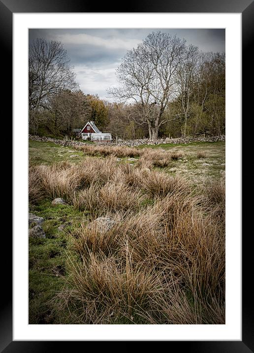 Grevie Backar Landscape of Reeds Framed Mounted Print by Antony McAulay