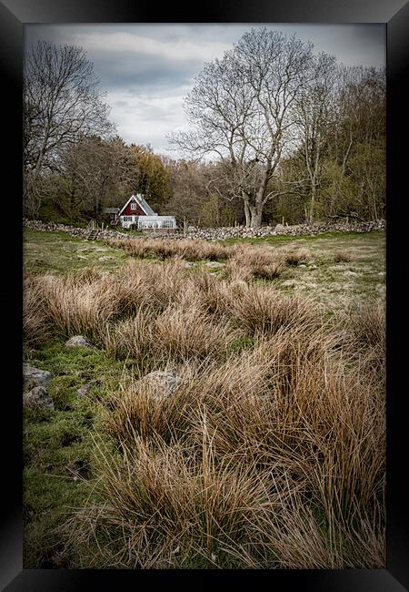 Grevie Backar Landscape of Reeds Framed Print by Antony McAulay