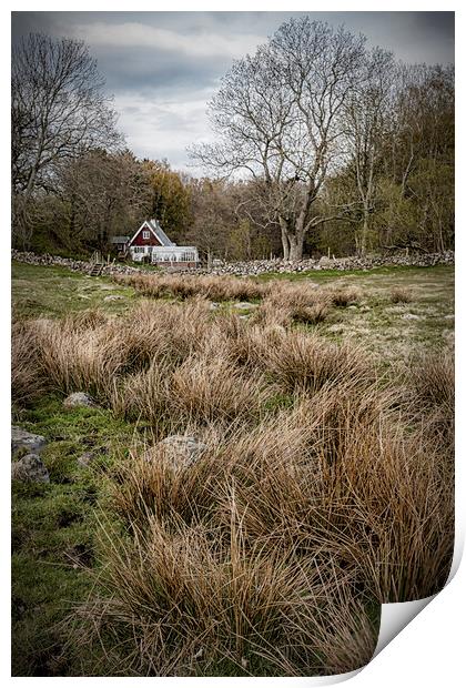 Grevie Backar Landscape of Reeds Print by Antony McAulay