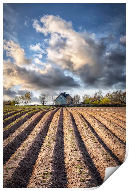 Ploughed Field with Little House in Sweden Print by Antony McAulay