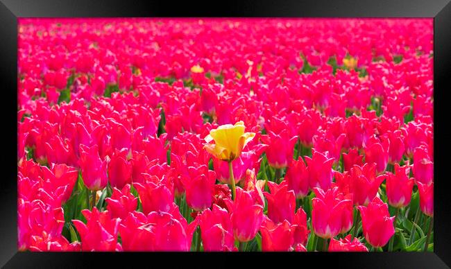 Hillington, Norfolk. Tulip fields, 5th May 2021 Framed Print by Andrew Sharpe