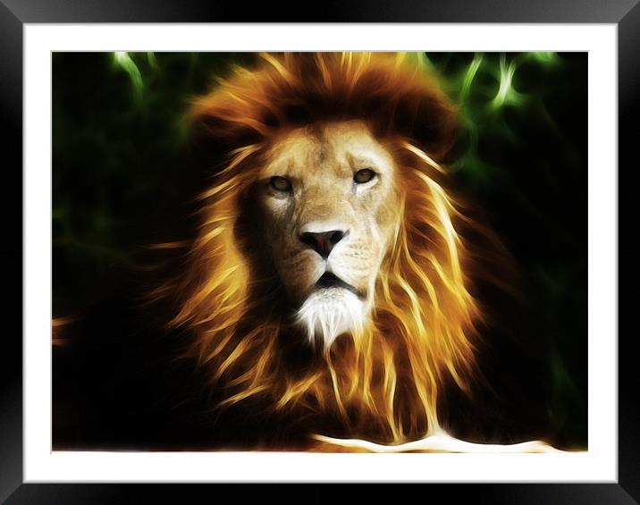 King of the jungle Framed Mounted Print by Sam Smith