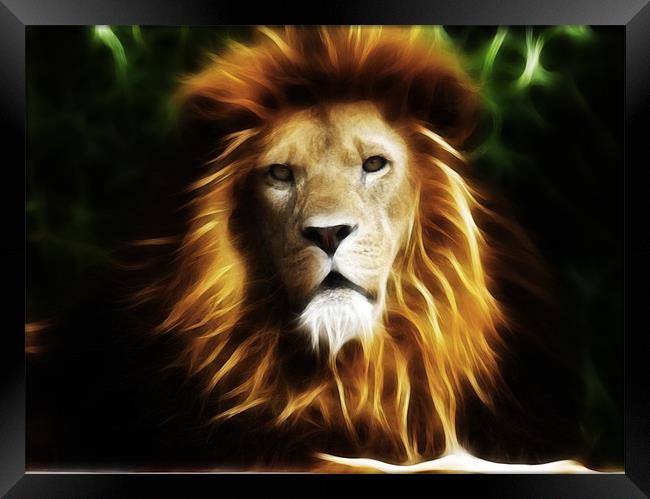 King of the jungle Framed Print by Sam Smith