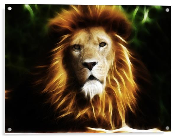 King of the jungle Acrylic by Sam Smith