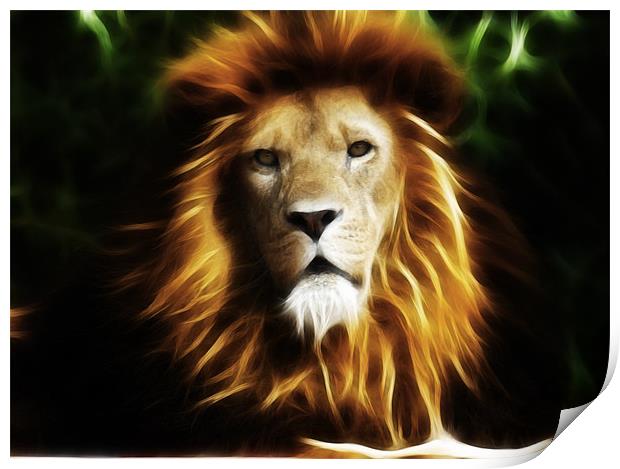 King of the jungle Print by Sam Smith