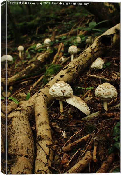 Macrolepiota rhacodes wild mushroom Canvas Print by Sean Wareing