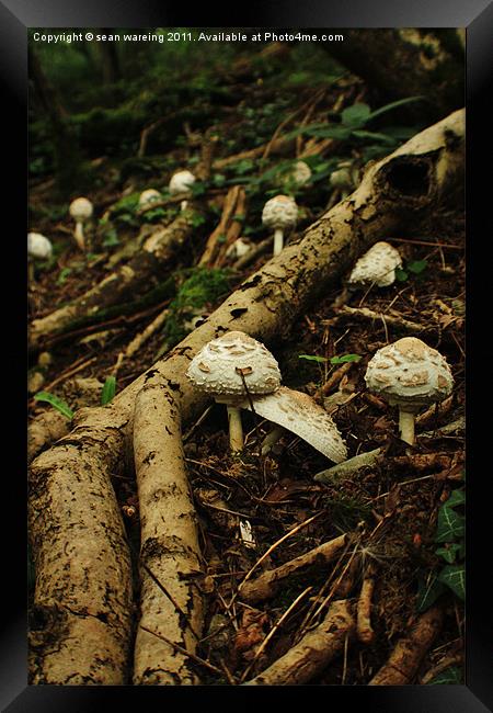 Macrolepiota rhacodes wild mushroom Framed Print by Sean Wareing