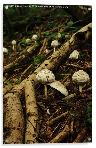 Macrolepiota rhacodes wild mushroom Acrylic by Sean Wareing