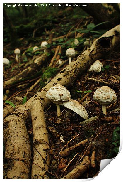 Macrolepiota rhacodes wild mushroom Print by Sean Wareing