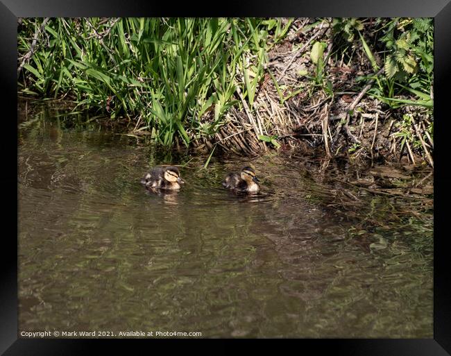 Mallard Chicks venturing out. Framed Print by Mark Ward