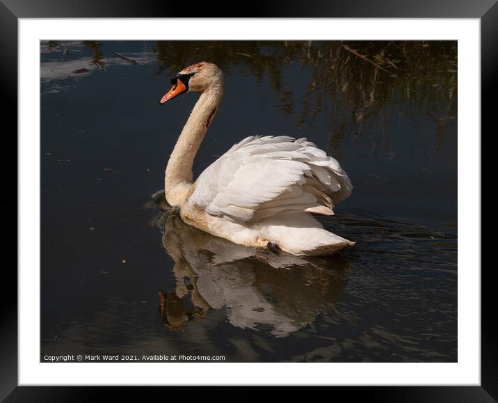 The Reflective Swan. Framed Mounted Print by Mark Ward