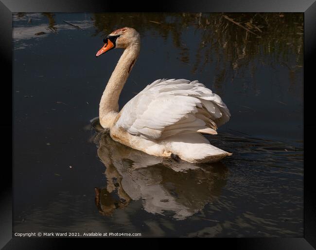 The Reflective Swan. Framed Print by Mark Ward