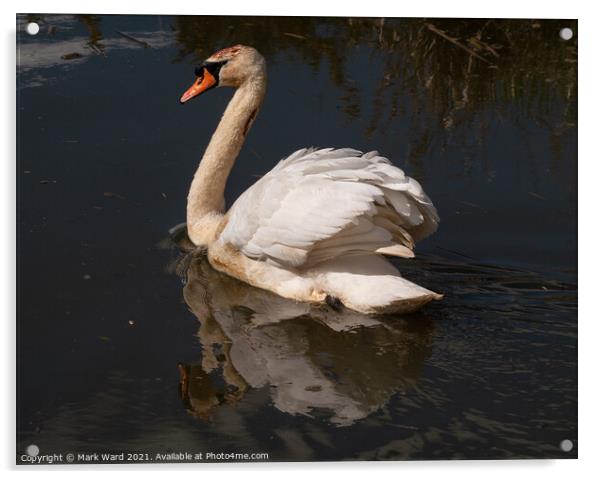 The Reflective Swan. Acrylic by Mark Ward