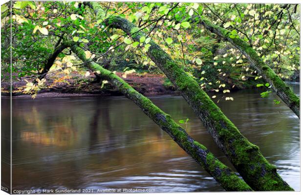 Mossy Trees in Nidd Gorge Woods Canvas Print by Mark Sunderland