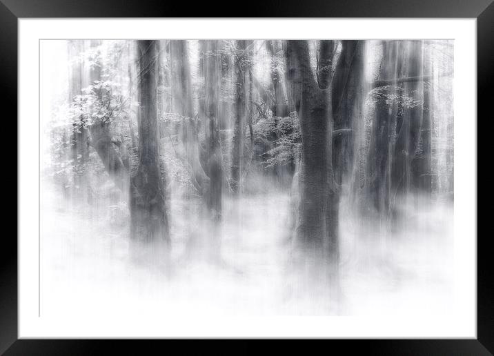 Misty Magic Beech Trees Framed Mounted Print by Barbara Jones