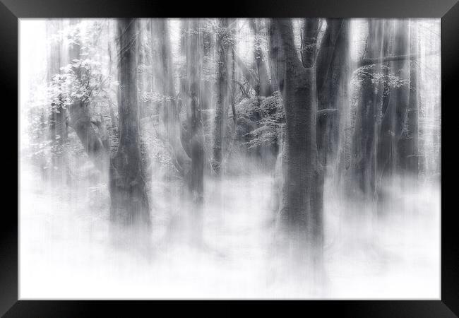 Misty Magic Beech Trees Framed Print by Barbara Jones