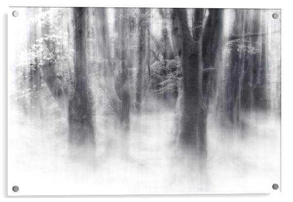 Misty Magic Beech Trees Acrylic by Barbara Jones