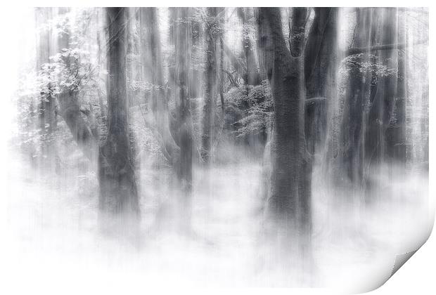 Misty Magic Beech Trees Print by Barbara Jones