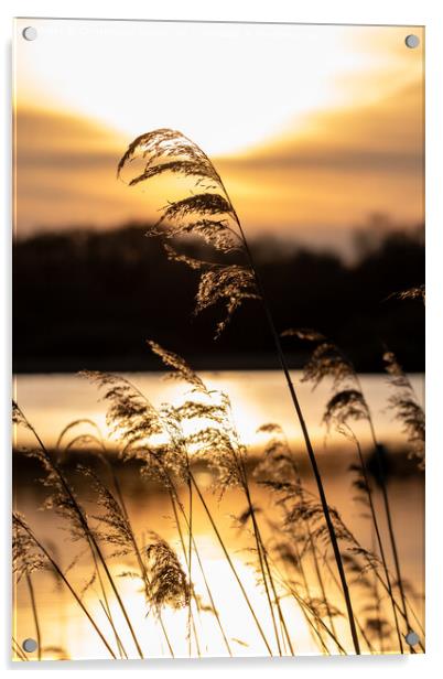 Norfolk Broads sunset Acrylic by Christopher Keeley
