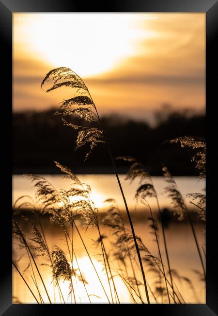 Norfolk Broads golden sunset Framed Print by Christopher Keeley