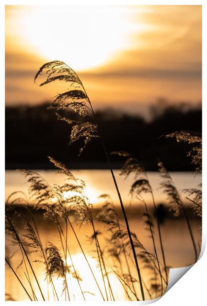 Norfolk Broads golden sunset Print by Christopher Keeley