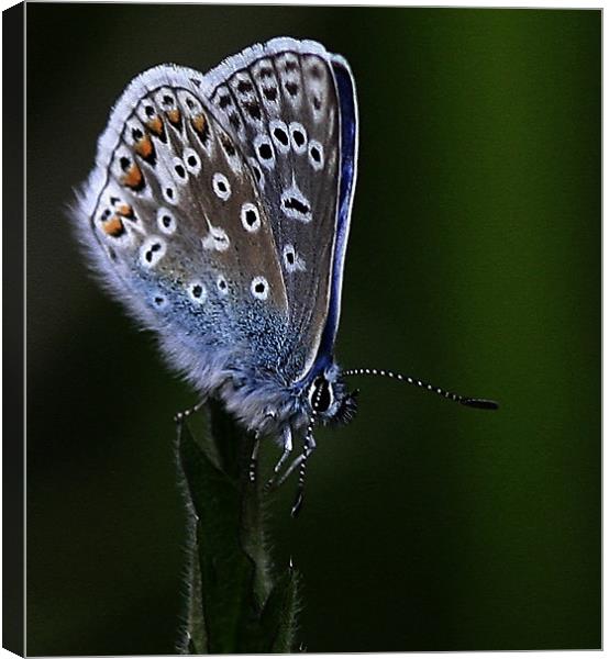 The Common Blue Canvas Print by Trevor White