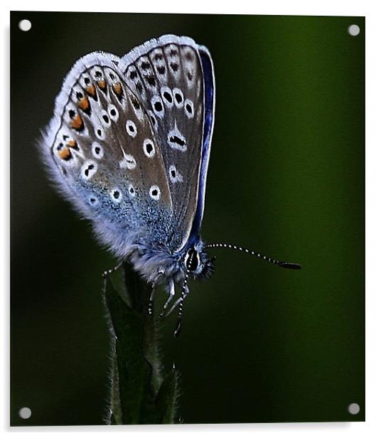 The Common Blue Acrylic by Trevor White