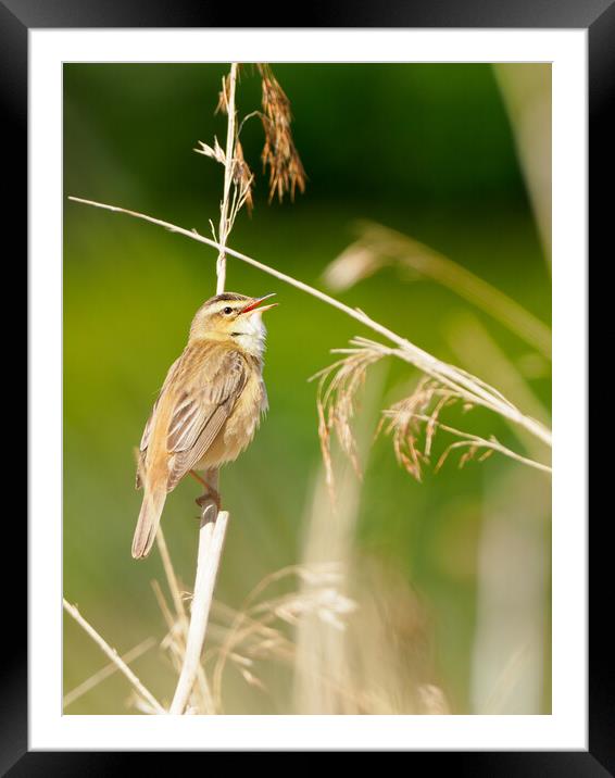 Sedge Warbler Framed Mounted Print by Tommy Dickson