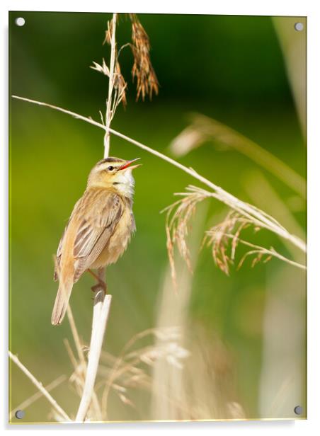 Sedge Warbler Acrylic by Tommy Dickson