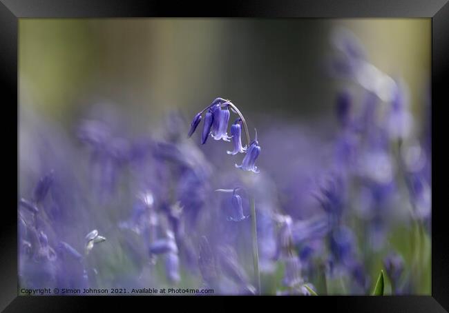 Bluebell flower Framed Print by Simon Johnson