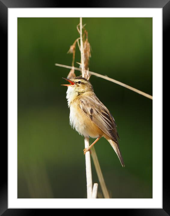 Sedge Warbler Framed Mounted Print by Tommy Dickson