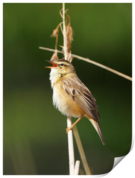 Sedge Warbler Print by Tommy Dickson