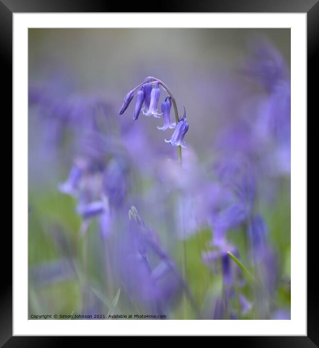 Bluebell flower Framed Mounted Print by Simon Johnson