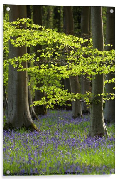 Bluebell Wood Acrylic by Simon Johnson