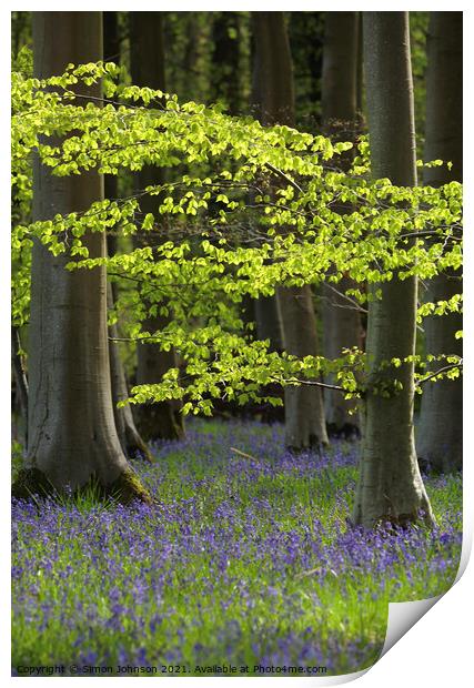 Bluebell Wood Print by Simon Johnson