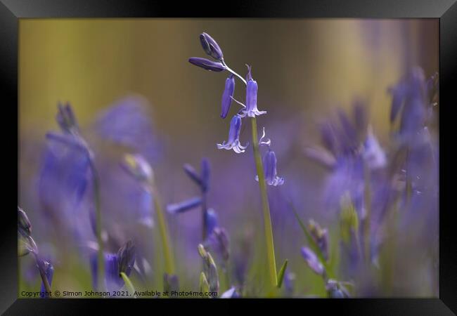 bluebell flower Framed Print by Simon Johnson