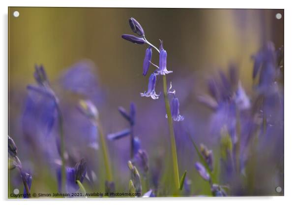 bluebell flower Acrylic by Simon Johnson