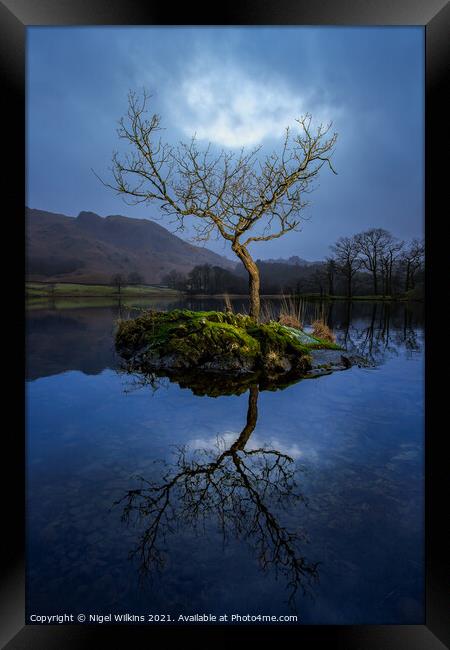 Lone Tree. Rydal Water Framed Print by Nigel Wilkins